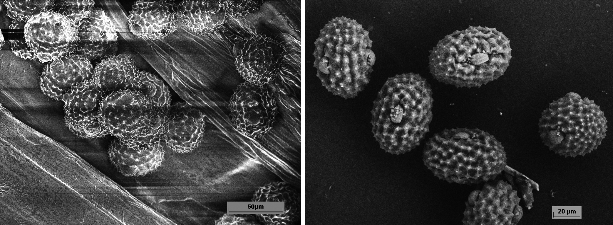 应用案例｜高真空vs低真空扫描电镜微观形貌表征差异对比